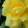 Preety_Flower
