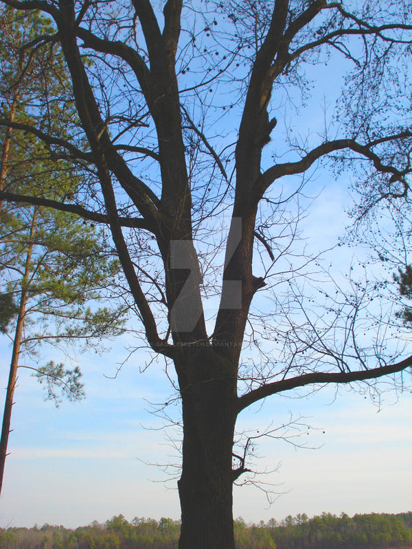 Shadow Form Tree Shadow Tree by SaddleSketch on DeviantArt