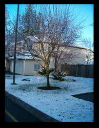 Lonely Tree In Winter