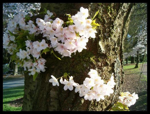 Flower Tree?