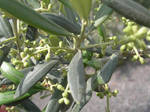 Olive tree by LyraS