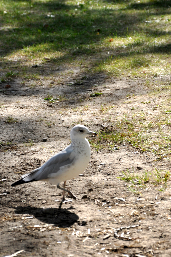 Walking Gull