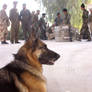Military Police Dog