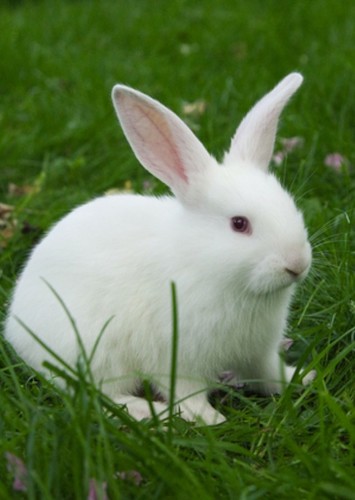 Ricky the Rabbit by KaijuManZilla21 on DeviantArt