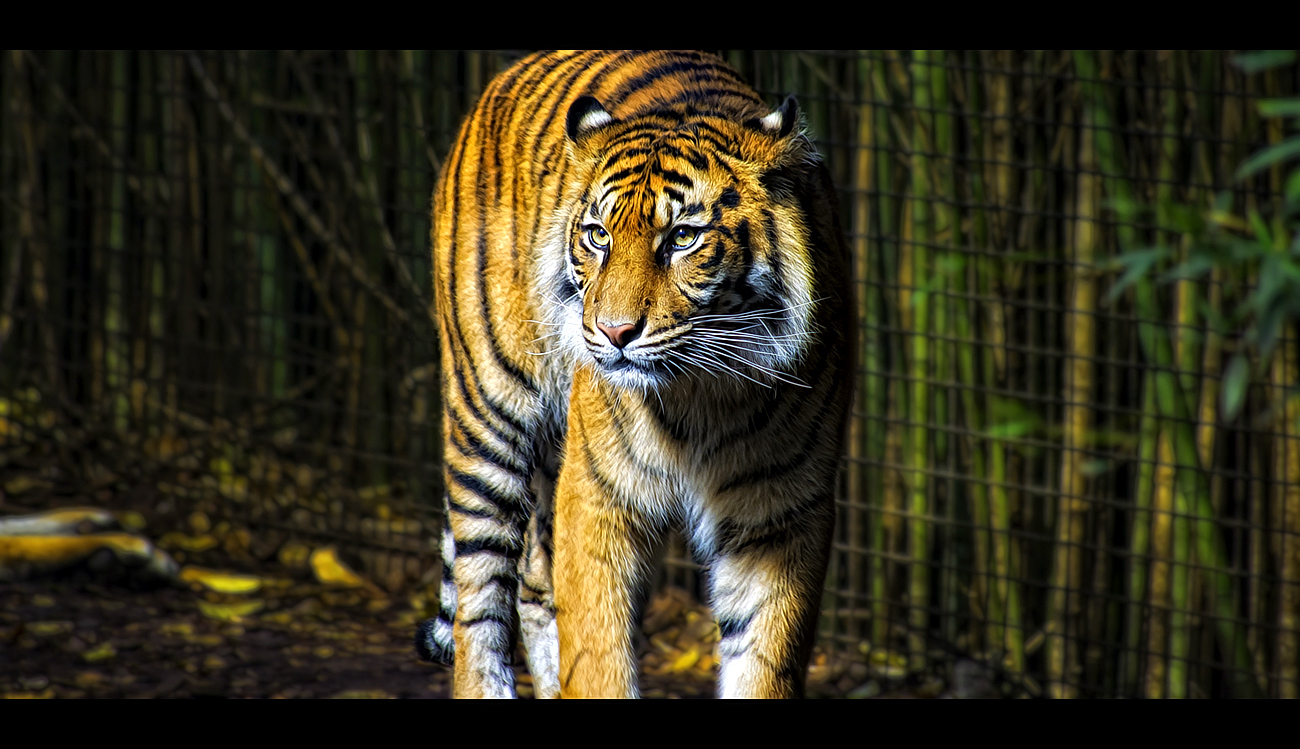 Big Cat Beauty