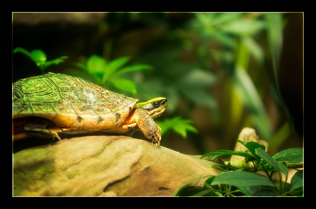 Snappy Turtle by WiDoWm4k3r on DeviantArt