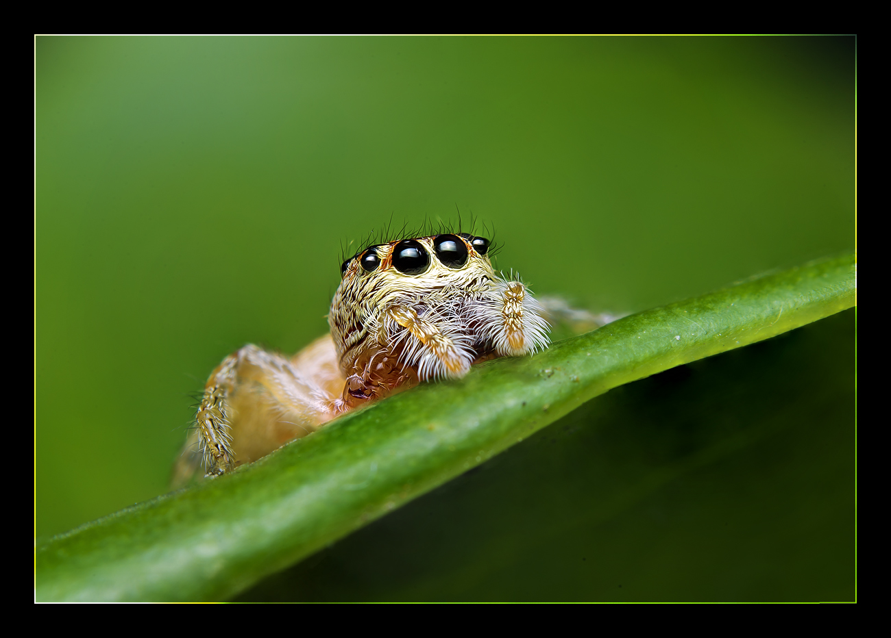 On the Leaf Edge