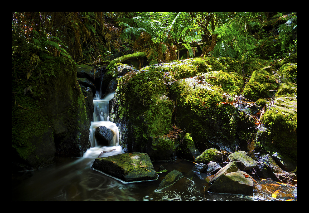 Forest Beauty