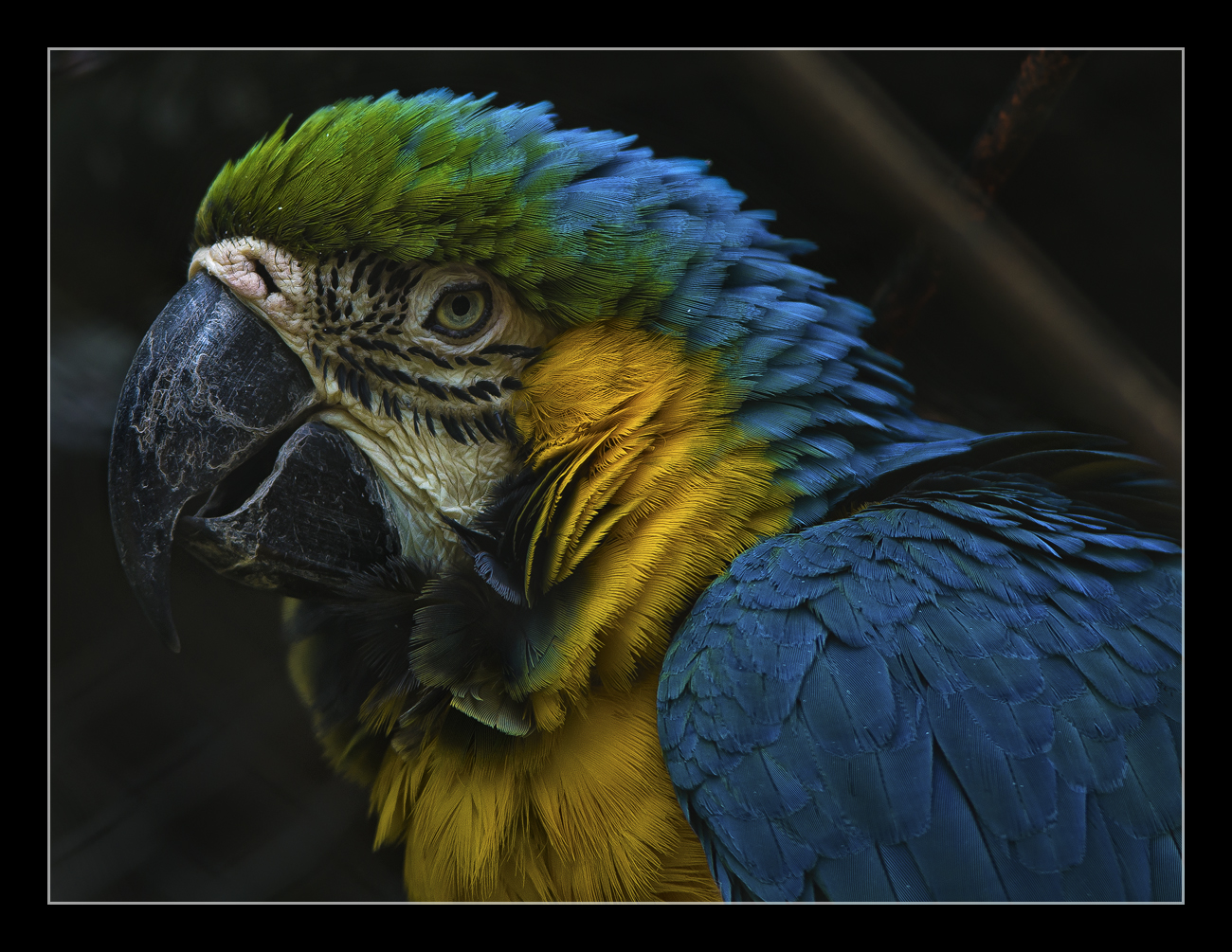 Parrot