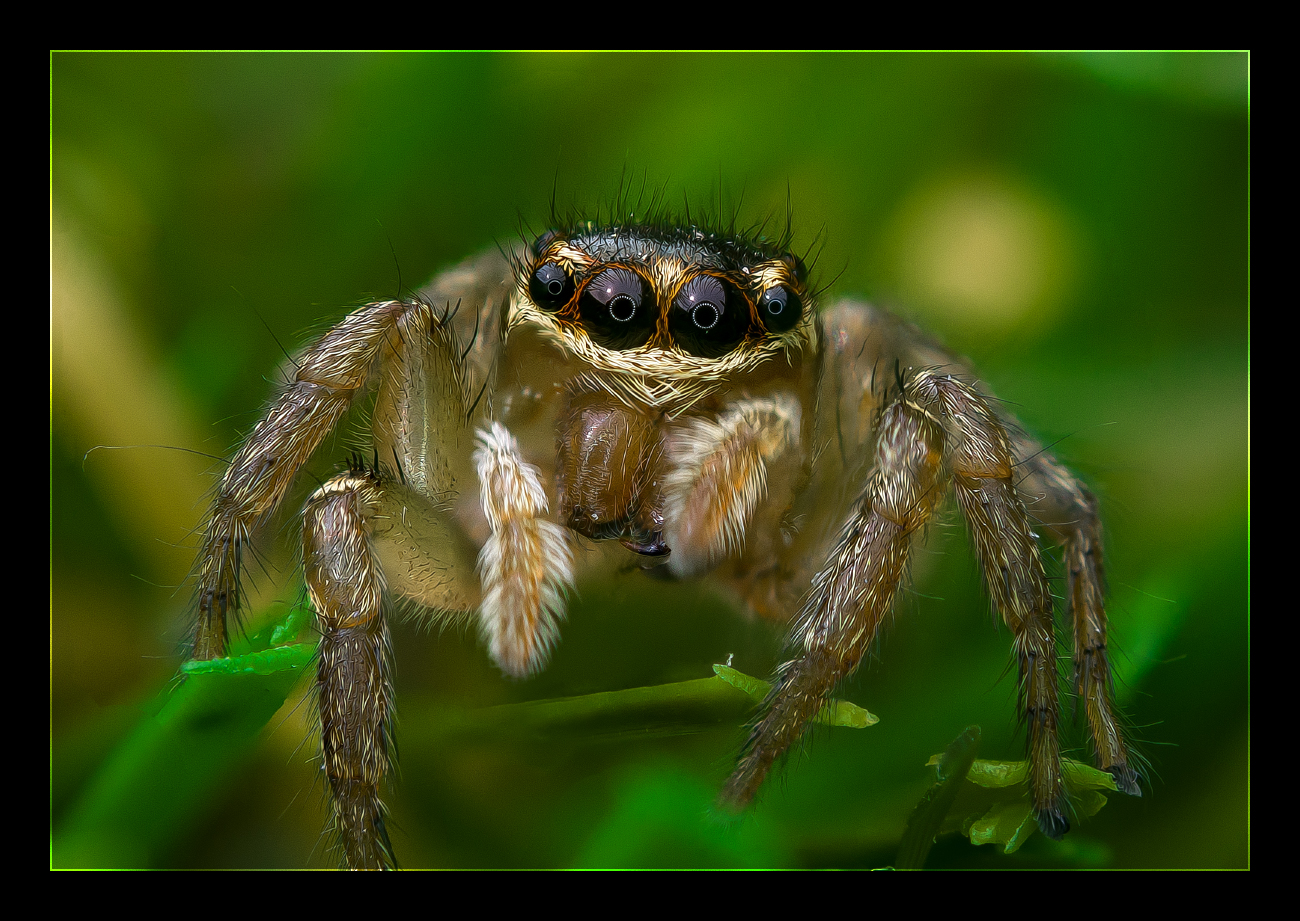 Grass Crawler