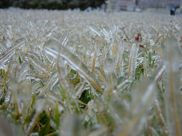 Icy Grass