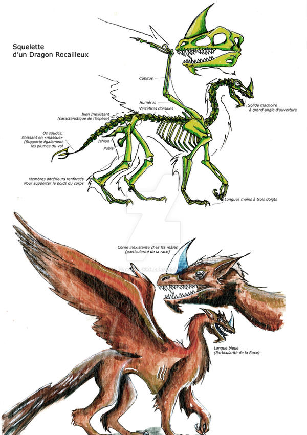 Dragon Anatomy By Fura Falevan On DeviantArt dragon-anatomy-by-fura-falevan-on-deviantart