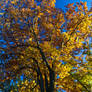 The Orange Tree