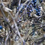 Wine 04
