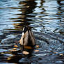 Dabbling Duck