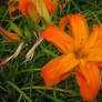 Orange Lilly 1