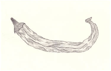 Dried Pepper - Pencil