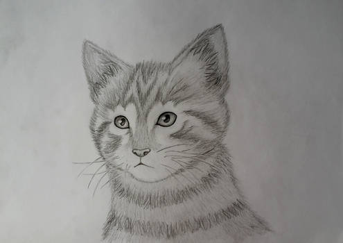 Cat - Pencil Drawing