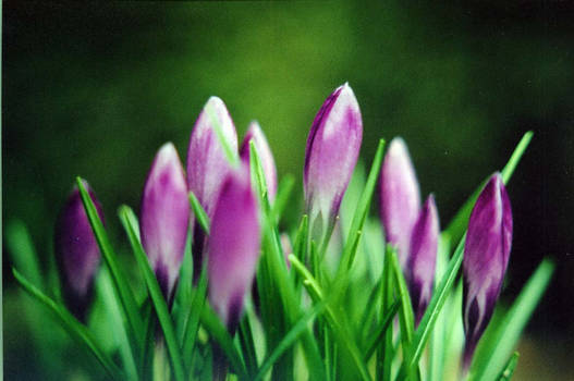 Purple flowers