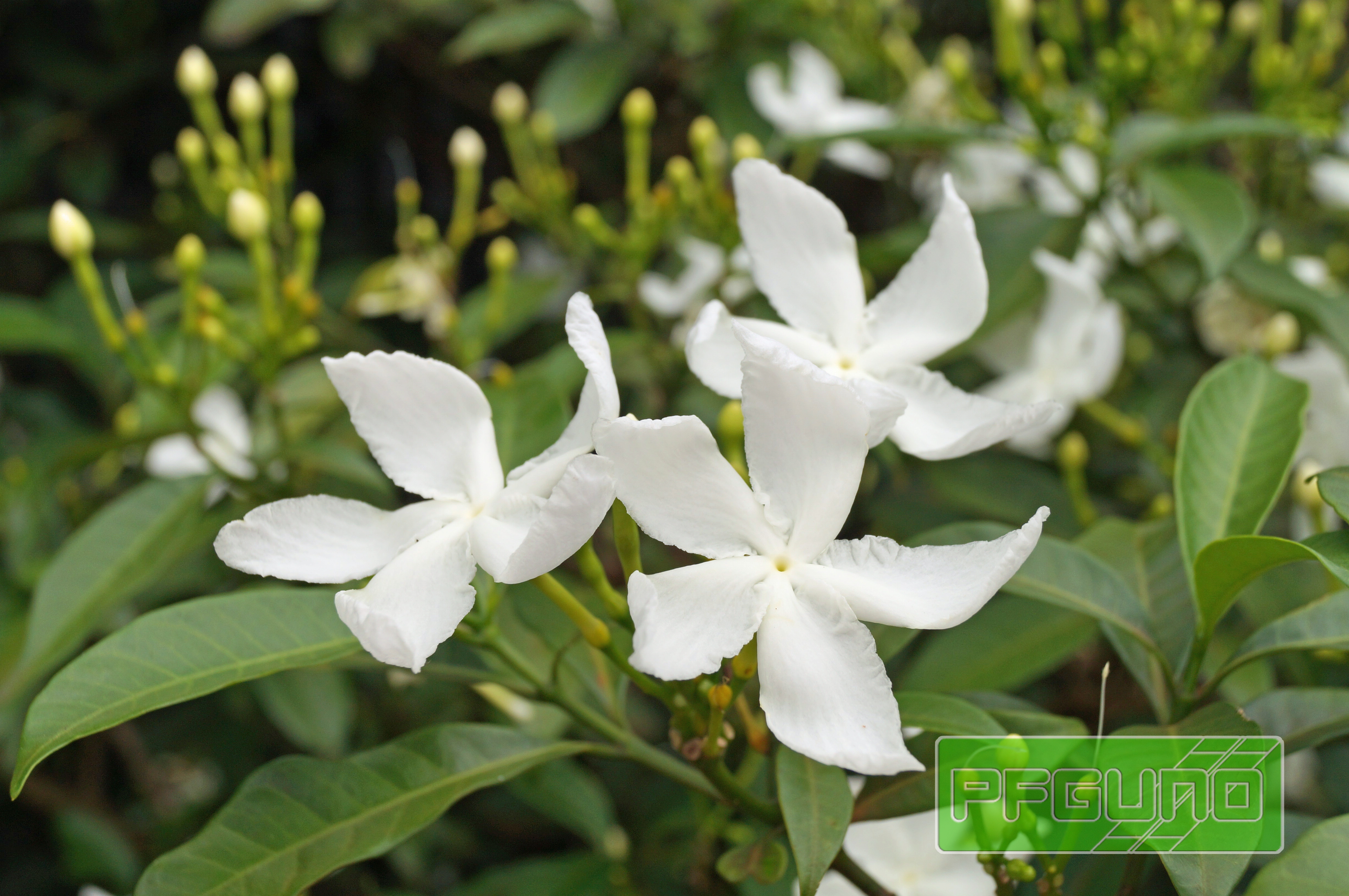 Three White Flowers