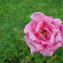 Pink Coloured Rose