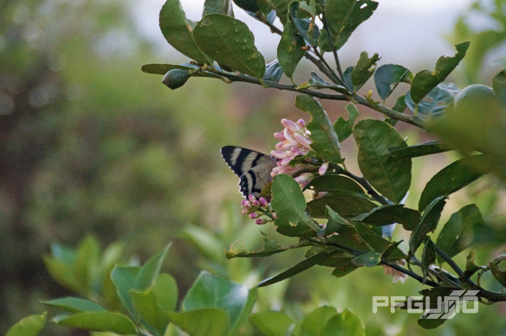 Butterfly and Flower