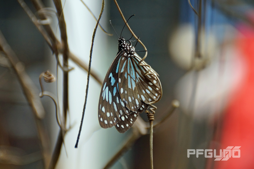 Butterfly On A Vine [SHOT 1]