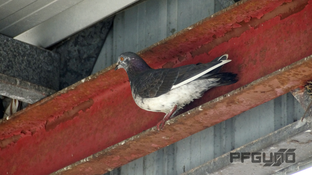 Pigeon In The Rafters [SHOT 1]