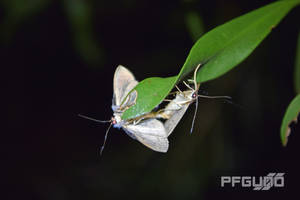 Two White Moths