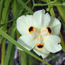 White Wild Iris