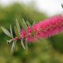 Pink Bottlebrush