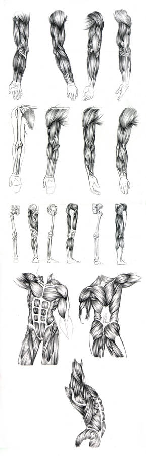 Anatomy study_Muscles