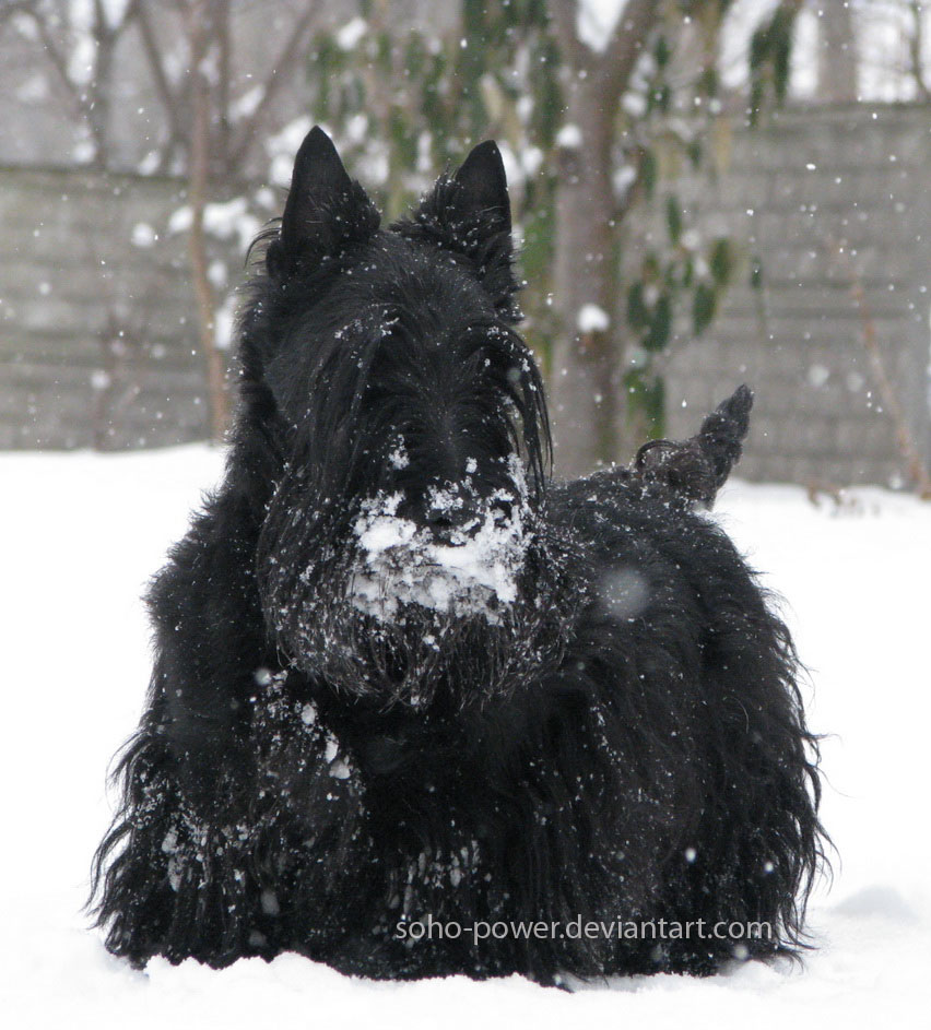 snow dog