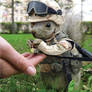 Military Squirrel