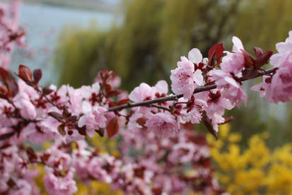 Mock Cherry Blossom