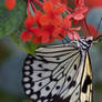 Zebra Butterfly