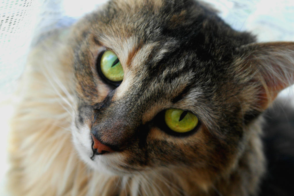 My cat, Sarah by Yuno-Souh on DeviantArt