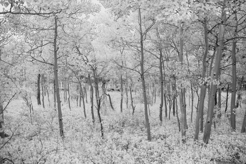 Aspens in IR