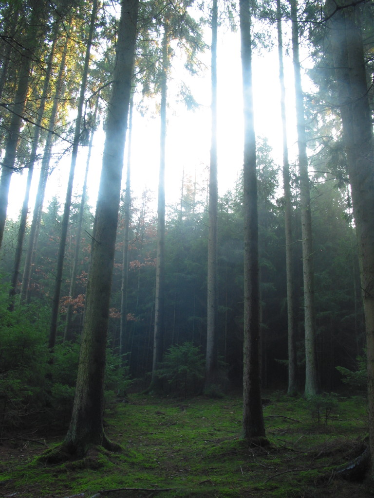 A glade in the woods