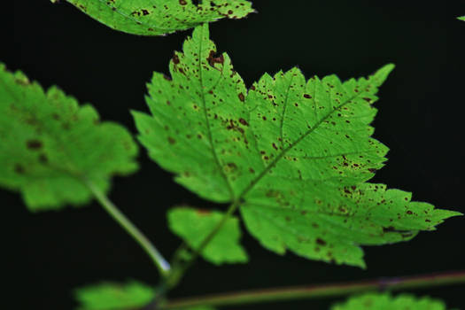 Green Leaf