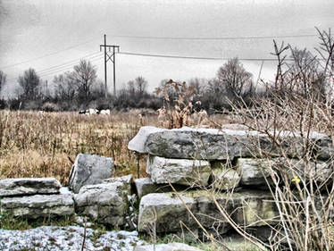 Field Cows Foundations HDR