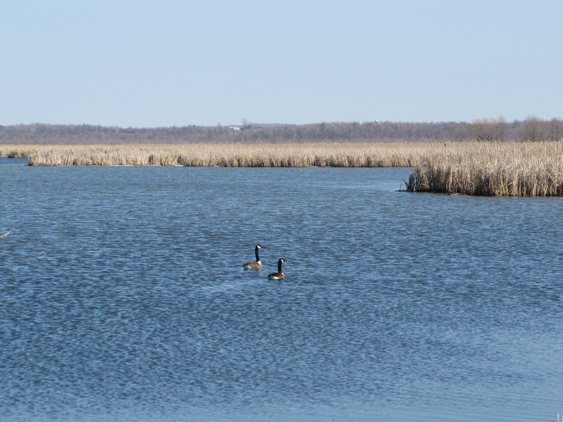 Geese, Perch River