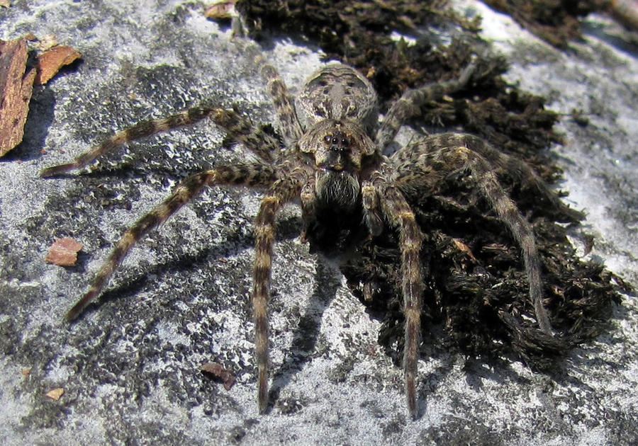 Spider 2 by Lectrichead