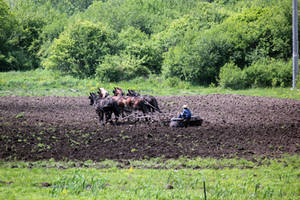 Amish kid sitting on disc harrow pulled by horses