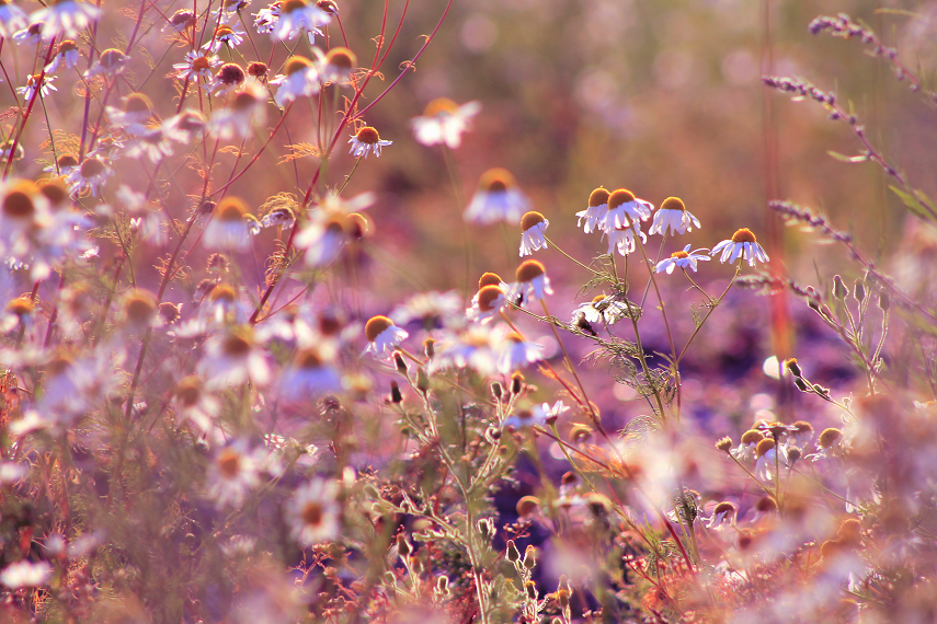 Summer evening