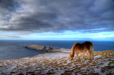 A Faroese horse in Mykines