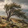 L'arbre