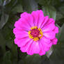 Zinnia