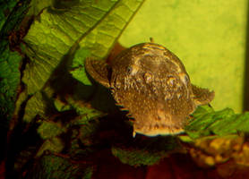 Ancistrus Attack