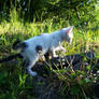 A Kitty with Two Tails